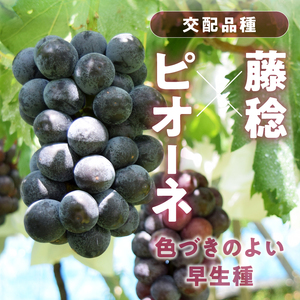 極希少品種！！旬の採れたてブラックビート 1.1kg以上（2房～3房）【2026年配送】（HO）B12-146 ブラックビート フルーツ