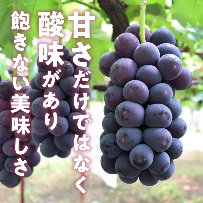 元祖黒系！！旬の採れたて種なし巨峰1.0kg以上（2房～3房）【2026年配送】（HO）B12-148 巨峰 フルーツ