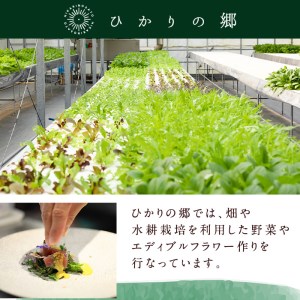 i678-A ＜定期便・計6回(隔月)＞ひかりのお野菜(約10束・5～6種) 野菜 やさい 葉物 旬 定期便 ほうれん草 水菜 チンゲン菜 小松菜 リーフレタス ルッコラ 水耕栽培 ミックスリーフ 山東白菜 何が届くかはお楽しみ【ひかりの郷】