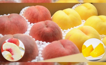 山形の白桃と黄桃のセット 約3kg(6～13玉)[柔らかくなる品種・果肉やや硬め]【令和8年産先行予約】FS24-567 くだもの 果物 フルーツ 山形 山形県 山形市 2026年産