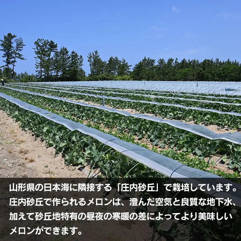【令和8年産先行予約】お楽しみメロン 3L 5玉セット または 2L 6玉セット 山形県庄内産 K-860　JA鶴岡　| メロン めろん フルーツ 果物 くだもの 夏 旬 デザート 産地直送 山形 鶴岡 庄内 東北 人気 おすすめ 美味しい 国産 お取り寄せ 返礼品