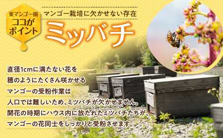【 2026年 先行予約 】 南の島 で 太陽 の日差しをたっぷり浴びた 沖永良部産 「 完熟 アップルマンゴー 」 2kg W014-008u 果物 マンゴー