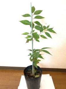 吉野山の桜の苗木　１本（一年生）移植に最適な11月～2月に発送《公益財団法人 吉野山保勝会》