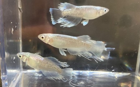 菊まるめだかの【マリアージュロングフィン8匹】 生き物 魚 観賞魚 ヒレ フサフサ 青白い光 キラキラ 雄 雌 幼魚 若魚 ペット 飼育 玄関 リビング 