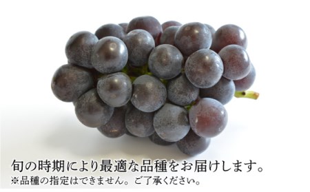 【2026年7月-発送】【採れたてをお届け！】旬のぶどう ＜ブラックビートor巨峰orピオーネ＞ 合計2kg / ぶどう ブドウ 葡萄 グレープ フルーツ ふるーつ 果物 /  南島原市 / ながいけ [SCH037]
