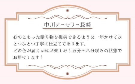【2026年12月-発送】【ギフトにピッタリ！】シクラメン 6号 鉢 / シクラメン しくらめん シクラメン シクラメン シクラメン 花 はな 鉢 鉢植え / 南島原市 / 中川ナーセリー長崎 [SDL001]