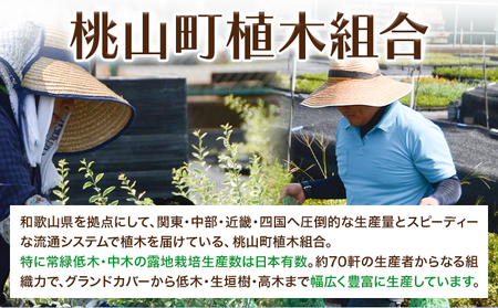 植木ヒサカキ(びしゃこ)苗木[高さ約40cm×1本] 農事組合法人 桃山町植木組合《90日以内に出荷予定(土日祝除く)》和歌山県 紀の川市 植木 植物 ヒサカキ 送料無料