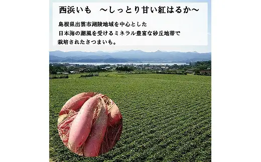 西浜いも（べにはるか）10kg（5kg×2）