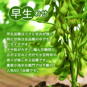 【令和8年産先行予約】朝採りだだちゃ豆 【早生】1.5kg (500g×3袋) 枝豆　小池半左衛門