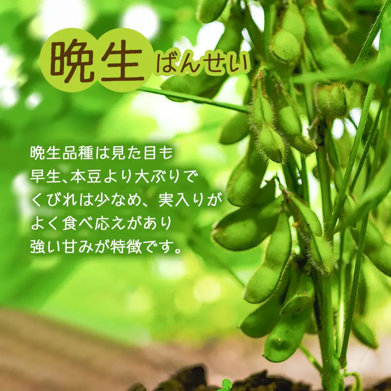 【令和8年産先行予約】朝採りだだちゃ豆 【晩生】1.5kg (500g×3袋) 枝豆　小池半左衛門