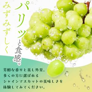 ＜2026年秋発送分先行予約＞大人気！復活！伊達市産 シャインマスカット約2kg (3～4房)フルーツ 果物 ぶどう マスカット デザート 福島県 伊達市  F20C-658