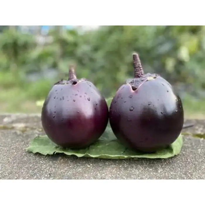 【先行予約・2026年7月発送】夏の京野菜「3種セット」賀茂茄子・万願寺とうがらし・伏見とうがらし｜やさい　やさい