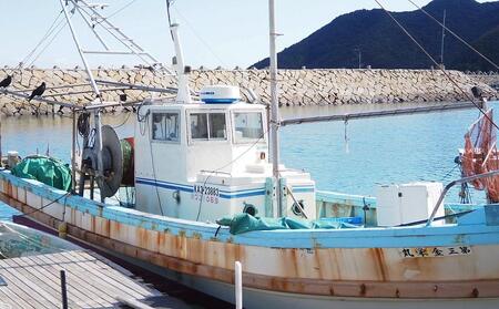 小豆島から直送！朝獲れ鮮魚 旬の地魚詰め合わせ 2kg以上
