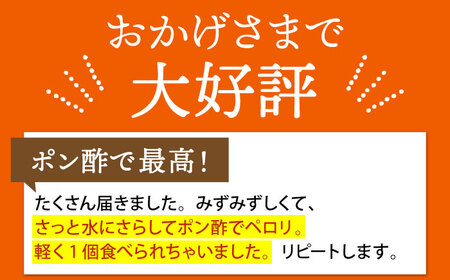 江北町産たまねぎ約10kg HAE017 玉ねぎ 野菜 