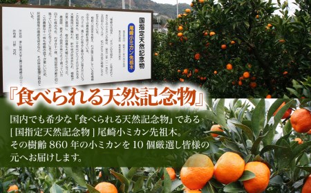 【先行予約】国指定天然記念物 尾崎 小ミカン 先祖木の 小ミカン | 津久見市
