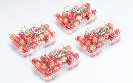 先行予約 さくらんぼ 佐藤錦 秀Mサイズ 720g (180gx4パック) フードパック 令和8年産 ns-snsmp800