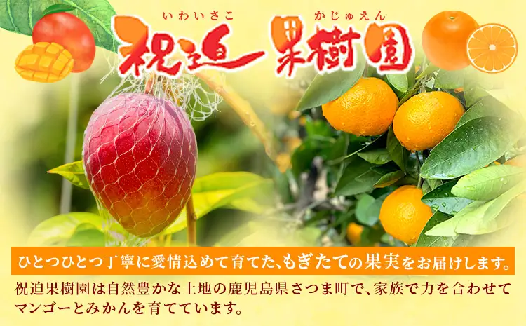 鹿児島県産 新生十万みかん 約10kg 祝迫果樹園《1月中旬-2月中旬頃出荷》鹿児島県 さつま町 みかん 十万みかん 蜜柑 柑橘 果物 くだもの フルーツ ジューシー
