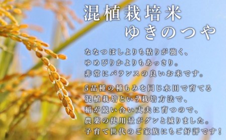 北斗米ゆきのつや10kg（5kg×2袋）柳沼 やぎぬま 東神楽 北海道 お米 北海道米 北海道産お米 ふるさと納税米 お米 道産米