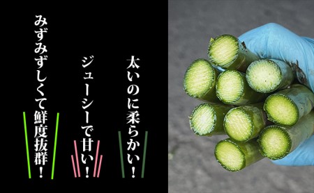 【2026年春発送】北海道 富良野産 アスパラガス サイズ混合 約800g 約30本 ハウス栽培 (山本農園) 野菜 新鮮 直送 朝採り アスパラガス 道産 北海道 ふらの 