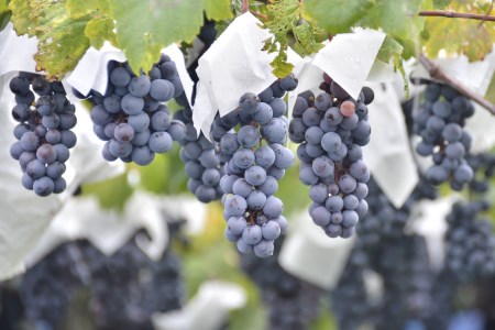 ワイン コンチネンタル 赤 白 ワインセット 750ml 2本 計1500ml 赤ワイン 白ワイン 赤白 日本ワイン 酒 お酒 晩酌 アルコール 初心者 おすすめ 山梨県産 山梨ヌーボー 飲み比べ [サン.フーズ 山梨県 韮崎市 20743136] 