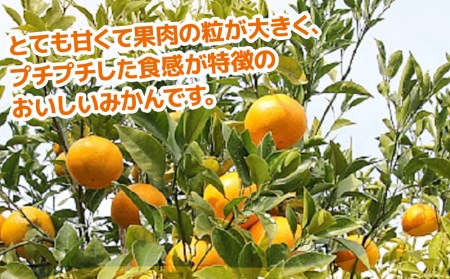 【先行予約】津久見のみかん はるみ 5kg | 津久見市