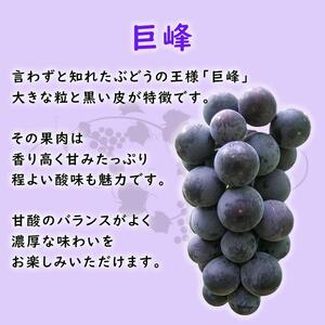 【2026年先行予約・数量限定】朝採り 巨峰「種なし」 約１kg＜2026年8月中旬～発送＞