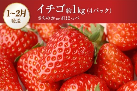 CG083 フルーツ 定期便 全4回 [ 長崎県 島原市 ]