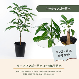 2026年1月中旬～発送【観葉植物】キーツマンゴー苗木 6号ポット 3～4年生苗木 前園植物園 IB002-020  観葉植物 ※北海道・沖縄・離島配送不可