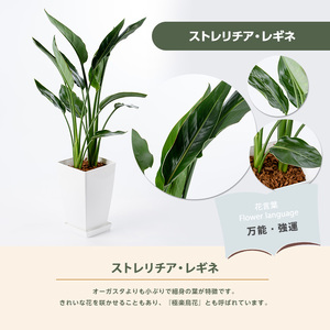 2026年1月中旬～発送【観葉植物】ストレリチア・レギネ 極楽鳥花 60cm～80cm Green Base IB003-001 観葉植物 ※北海道・沖縄・離島配送不可