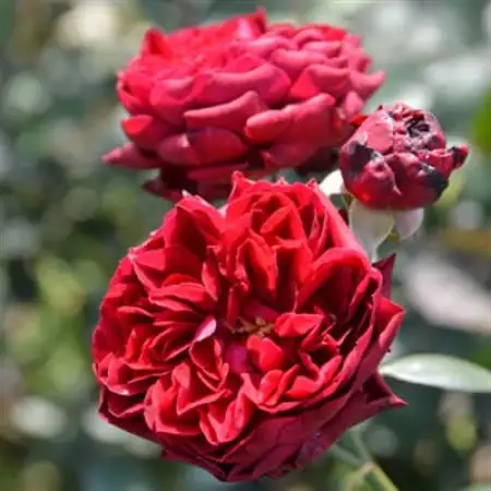 バラ苗(7号鉢植え)　憧れのブランドローズ3鉢　スターターセット(天然肥料と殺虫殺菌剤付き)_花・観葉植物 観葉植物・苗木  _【1365541】