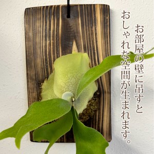 コウモリラン(ビカクシダ)焼き杉板付け[観葉植物 インテリア]