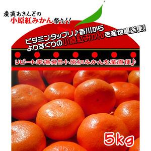 ≪先行受注≫小原紅早生みかん 香川県産 約5kg( S ～ Lサイズ )｜みかん