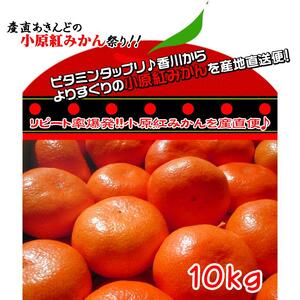 ≪先行受注≫小原紅早生みかん 香川県産 約10kg (S ～ Lサイズ) ｜ みかん