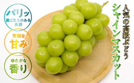 ＜2026年発送先行予約＞南アルプス市産シャインマスカットよくばり10パックセット（２L～３L） 山梨県 ぶどう 葡萄 ブドウ 種なし 大粒 フルーツ くだもの 果物 高級 新鮮 産地直送 贈答 ギフト 家庭用 大容量 セット たくさん ボリュームパック 詰め合わせ ALPAA006