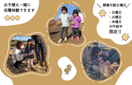菊芋堀り 体験 （10kgまでお持ち帰りいただけます） 芋ほり 芋掘り お持ち帰り お土産 みやげ 粉末 パウダー イヌリン 国産 糖質 有機 血糖値 体型 血圧 いも 菊芋茶 菊芋チップス SDGs エコ サスティナブル 健康 話題 農薬不使用 食物繊