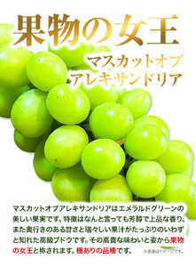 マスカット オブ アレキサンドリア 1房750g以上【配送不可地域あり】