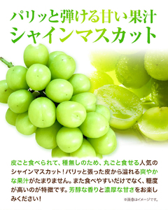 シャインマスカット（晴王）2房(1房580g以上)【配送不可地域あり】