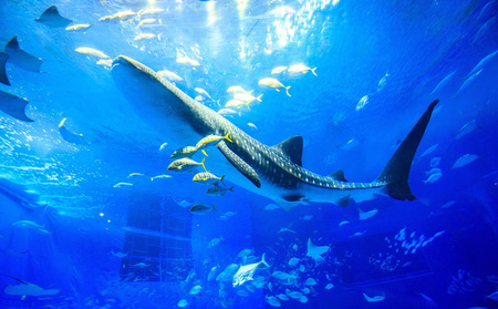 【本部町】 Jcationで利用可能なWEB旅行クーポン（15000円分）