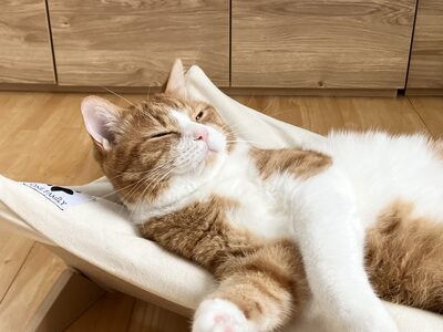 【リアルダウン使用】 プレミアム ハンモックタイプの 羽毛ペットベッド 天然鉱石配合 犬や猫が喜ぶ！ H162-035