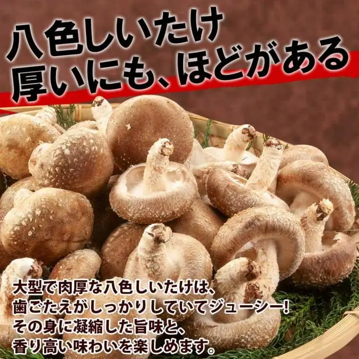 ES419 八色 しいたけ 1kg シイタケ 椎茸 生しいたけ 生シイタケ きのこ キノコ 菌床栽培 肉厚 鍋 バーベキュー おかず おつまみ 贈答 ギフト 越季 新潟県 南魚沼市