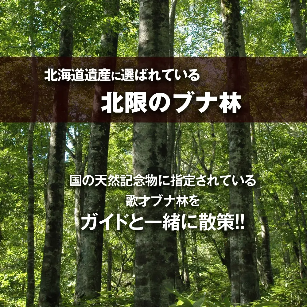 黒松内町観光協会「北限のブナ林ガイドウォーク」(1時間半)２名様 体験チケット