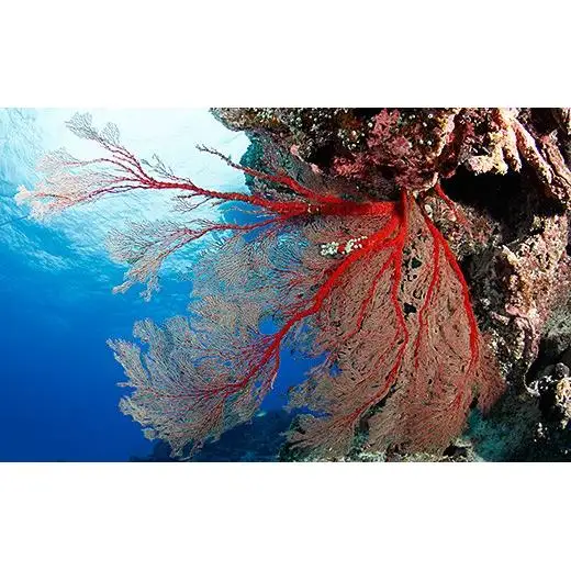 ファンダイビング利用券　石垣島のマンタ・サンゴ・ウミガメに会いに行こう！【沖縄県 石垣市 ダイビング 利用券 海 ダイバー マンタ 珊瑚 ウミガメ 旅行】YD-1-1