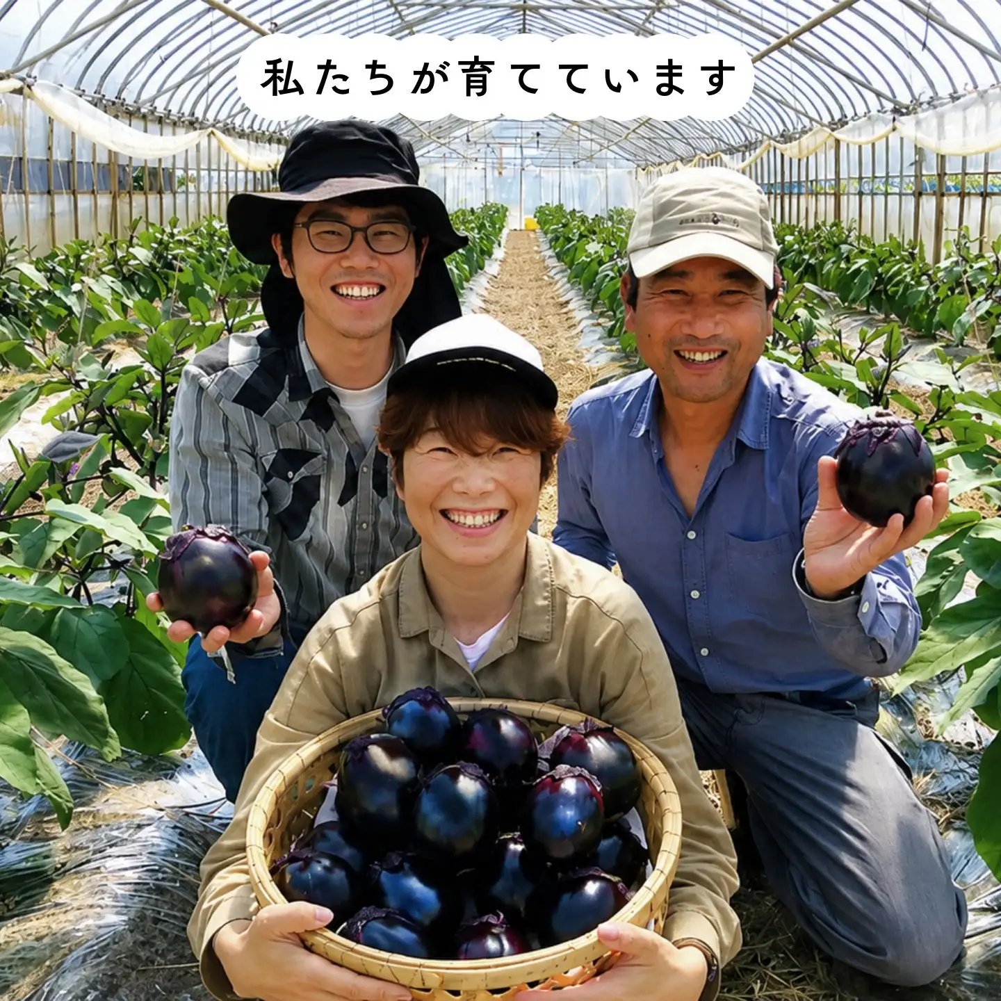 丸なす 約3kg 令和8年産 三条市 茄子 ナス