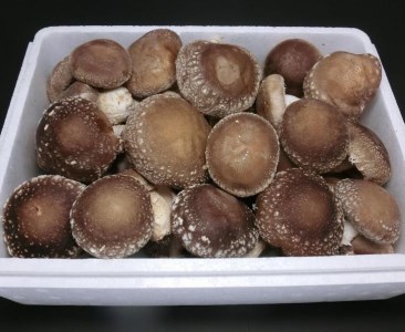 原木生しいたけ 1kg 厚肉品 ご家庭用 贈答用 農薬不使用 脱炭素 ※離島への配送不可 _DR03