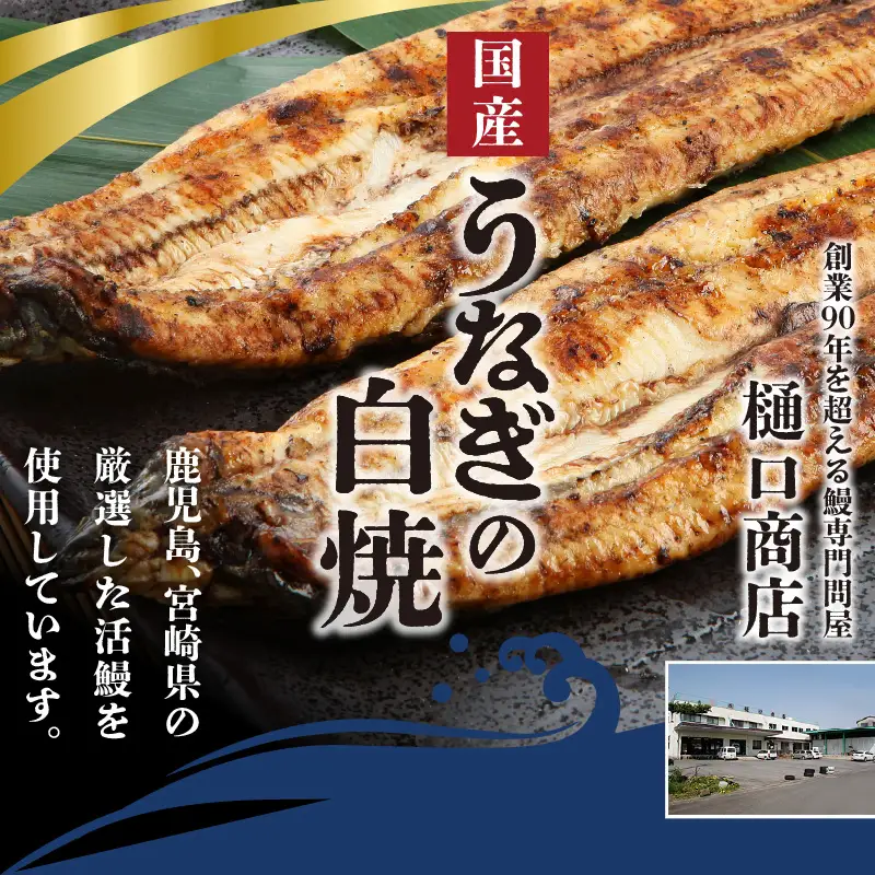 うなぎの白焼 2尾セット（特大サイズ 一尾 170g～200g）_国産 うなぎ 白焼 特大 一尾 170g ～ 200g × 2尾 うなぎ白焼き ひつまぶし 簡単調理 小分け アクセント 柚子胡椒 食品 加工品 魚 魚介類 おかず 惣菜 ご飯のお供 酒の肴 冷凍 パック 樋口商店 福岡県 久留米市 お取り寄せ お取り寄せグルメ 送料無料 〔Cu002〕