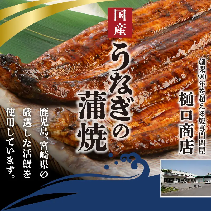 うなぎの蒲焼 2尾セット（特大サイズ 一尾 170g～200g）_うなぎ 蒲焼 2尾 セット 特大サイズ 一尾170g～200g たれ付き 鰻専門問屋 樋口商店 鹿児島 宮崎 国産 ジャポニカ種 真空パック ギフト お取り寄せ グルメ うな丼 うな重 ひつまぶし お土産 手土産 贈り物 プレゼント お中元 職人 送料無料 〔Cu001〕