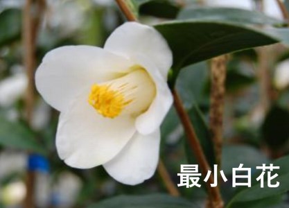 【2026年11月以降お届け】久留米の特産花卉 椿の苗木3種3本セット（椿2年生苗/高さ30cm前後）_苗木 椿 3種 セット 久留米の特産花卉 最小白花 正義 太郎冠者 産地直送 秋～春 開花 一重咲 八重咲 鑑賞 育て方 説明書付き  鉢植え 植え付け 花 庭 園芸 ガーデニング 久留米つばき研究会 特産品 福岡県 久留米市 お取り寄せ 送料無料 〔Hf026〕