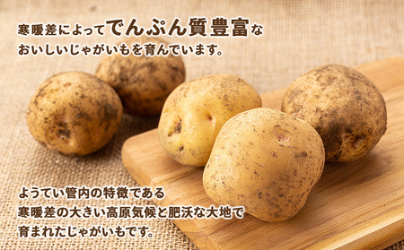 【2026年秋発送 先行予約】じゃがいも 馬鈴薯（男爵）Ｌサイズ　20kｇ＜JAようてい＞
