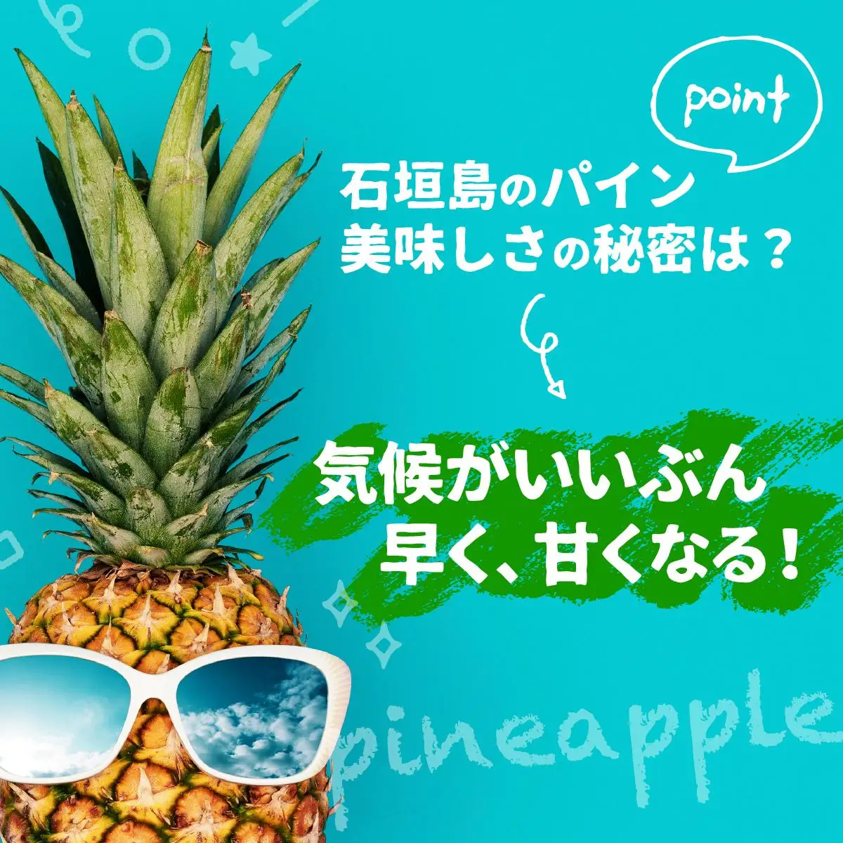 石垣パイン ハワイ種 3個セット