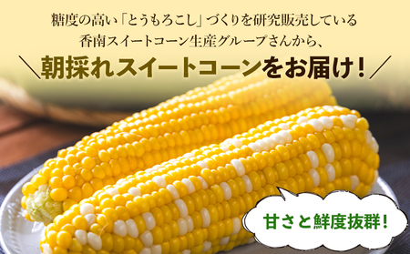 とうもろこし 朝採れスイートコーン 3kg (8～10本) 【とうもろこし とうもろこし とうもろこし とうもろこし とうもろこし とうもろこし とうもろこし】 sg-0005